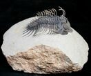 Amazing Spiny Comura Trilobite - #9469-2